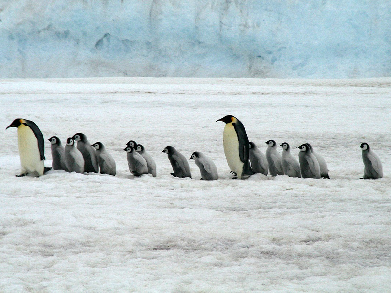 penguins
